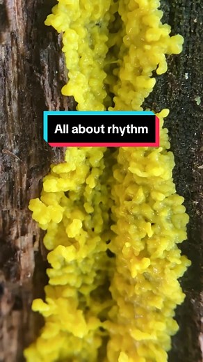 Where the slime mold creeps… . Acellular slime molds or #myxogastria are not fungi, but instead single celled organisms more closely related to other ameoboid protist-like organisms. They actively engulf their food (phagocytosis) and do not contain chitin, but they do reproduce by spore. They are adaptable grazers capable of navigating the forest floor, sensitive to light, gravity, humidity, directionality of food, and more. The active moving part of the life cycle is called plasmodium, which be