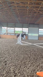 12K views · 261 reactions | Tuesdays Child at his home in Canada. This was his first jumping lesson and he even pulled off lead changes. He may even make an appearance at the RRP. | ReRun Thoroughbred Adoption | Facebook
