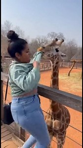 Giraffe catch the lady now 😅 | Trend Nexus
