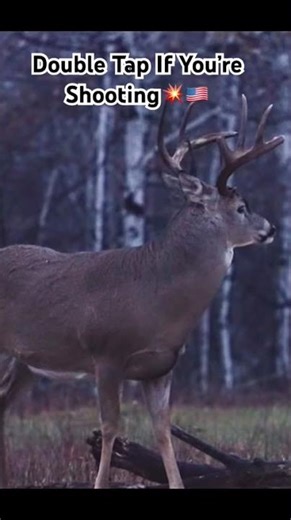 Giant Northern Buck!! #deer #deerhunting #archery #bowhunting #bow #fyp #viral #shorts #trending