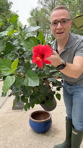22K views · 1K reactions | Preparing a hibiscus plant for a bigger pot. #hibiscusplant #hibiscusflower #repotting #summerplanters #summerflowers | Ohio Tropics Houseplant and Garden Care | Facebook