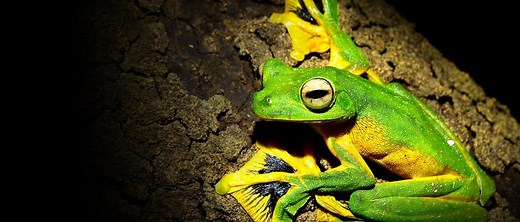 9 Animals That Fly (That Aren't Birds!)