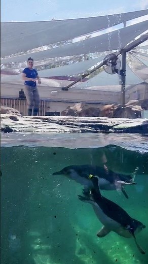Celebrate World Penguin Day with the newest Little Blue Penguins at San Diego's ‪@birchaquarium‬! 🐧💙