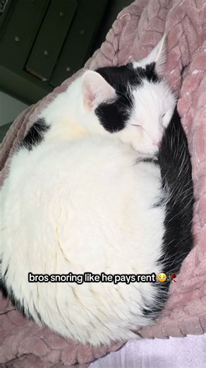 The Ultimate Cat Nap: Sleep Habits of Cats