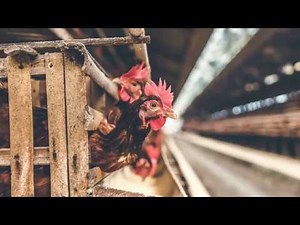 Production Process of Frozen Chicken