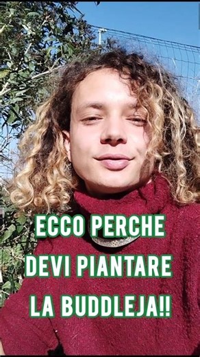 La Buddleja è una pianta eccezionale meravigliosa, a cominciare dal suo fiore! 🪻#buddleja #botanica