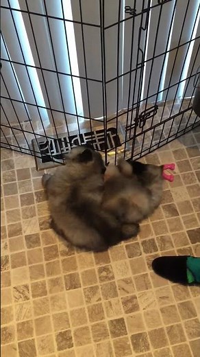 Baby Keeshond Puppies Playing - TOO CUTE!