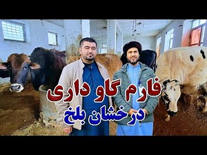 گزارش کاج از فارم گاو داری درخشان بلخ در شهر مزارشریف| گوساله ها,گاو های سمت شمال,مالداری