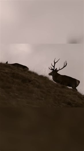 Cycle animalier : survie dans la savane africaine