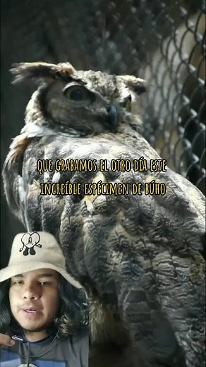 Virginian Owl: An Insight into the Wildlife