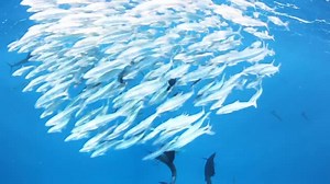 SAILFISH FEEDING IN BAIT BALL - Check out this amazing video by Marc Montocchio of sailfish spearing through a bait ball! | Billfish