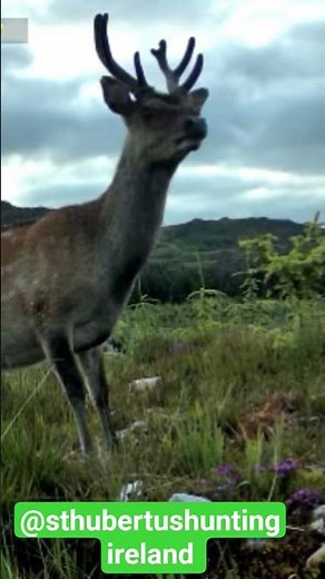 One of the most mysterious deer species on Earth... the Irish Sika Stag