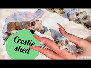 Crested Gecko Shedding