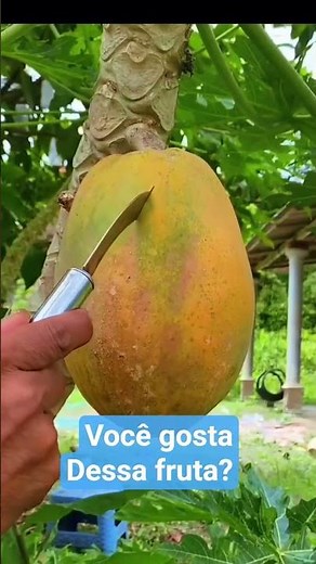 mamão é seus incríveis benefícios para a saúde