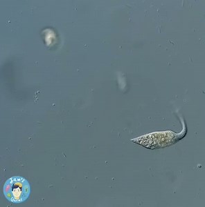 こんな動きで周りの生物を捕食するのに単細胞生物