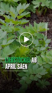 Liebstöckel im Garten bringt gleich 9 Vorteile mit sich #garten #liebstöckel | HNA