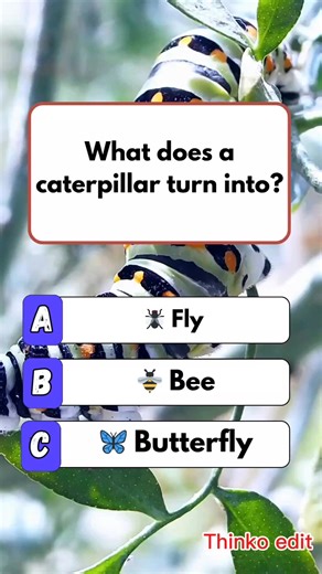 🦋🌸 Transformation Magic #quiz #fun #brainteaser #puzzle | Thinko