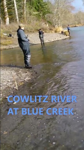 Cowlitz River Blue Creek