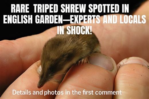 A British gardener stumbled upon an incredibly rare pygmy shrew sporting white-striped fur—something never before seen in the UK. The tiny critter’s unlikely appearance sparked online fascination and delighted wildlife experts everywhere. Full story and photos in the first comment 👇 | Culinary Critters