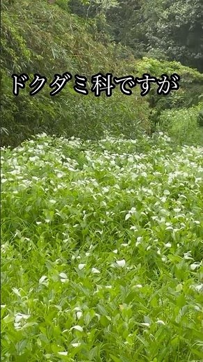 Muroike Enchi: Asian Lizard's Tail at the Wetland Garden♪