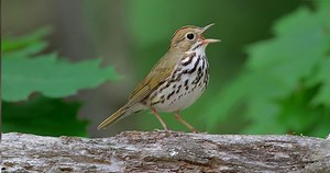 Ovenbird Sounds, All About Birds, Cornell Lab of Ornithology