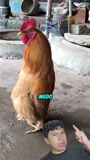 Por Qué Las Líneas Vuelven Locas A Las Gallinas