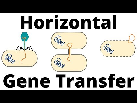 Transformation, Transduction and Conjugation (Horizontal Gene Transfer in Bacteria)