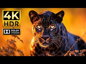 Masterpiece 4K Animal Video – Stunning HDR 60FPS with Dolby Vision