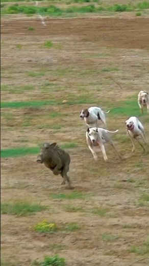 Hunting a Giant Wild Boar with Loyal Dogs | Forest Chase. #wildboar #hunting #охота #wildlife #dog