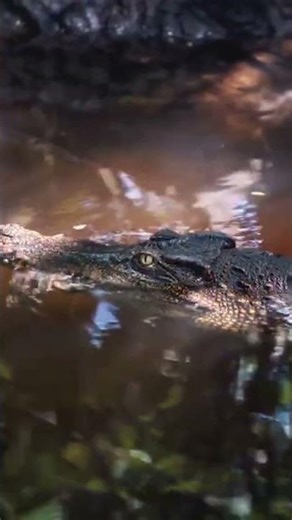 Nature’s Deadliest Animals 😱 (Saltwater Crocodile)