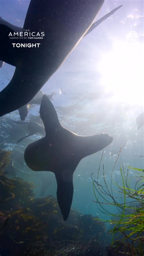 28K views · 4.8K reactions | NBC's The Americas premieres TONIGHT 7/6c and streaming on Peacock. | NBC | Facebook