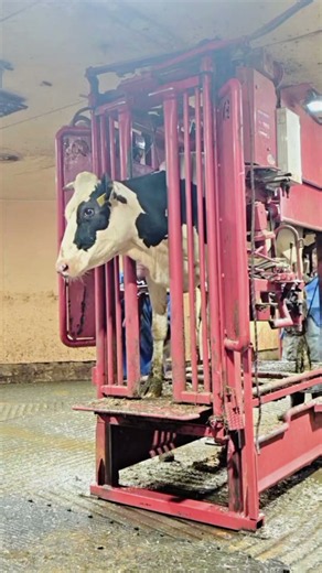 Cow Hoof Trimming