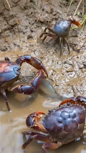 Mud crab fighting with Small Crab!