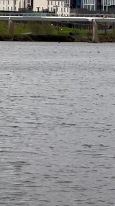 Dolphin show on the Foyle today!! | Ciaran Murray