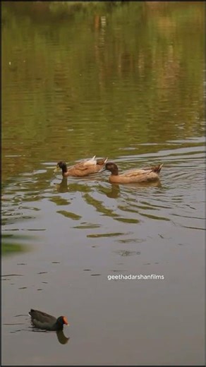 இந்த இரண்டு வாத்துகளை பற்றி நீங்கள் கேள்விப்பட்டிருக்கிறீர்களா?🦆 #geethadarshanfilms #birds #facts