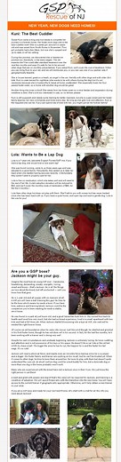 Available Dogs | GSP Rescue NJ