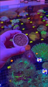 Better coral color? try this trick
