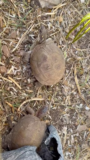 Meet the Three-toed Box Turtle! #boxturtle #turtletea #ttpg