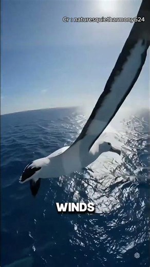 The Bird That Barely Flaps Its Wings