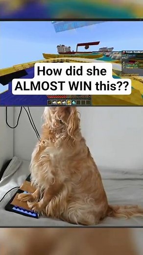 Can My Dog Win In Bedwars Minecraft?