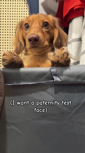 Surprise quadruplets final count 3boys 1girl. #dachshundbirth #dachshundpuppy #dachshundlife #puppies #firstbirth