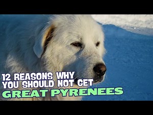 12 Reasons Why You Should Not Own a Great Pyrenees