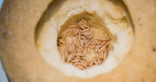 Casu Marzu Is One Of The World's Most Coveted Cheeses — And It's Filled To The Brim With Live Maggots