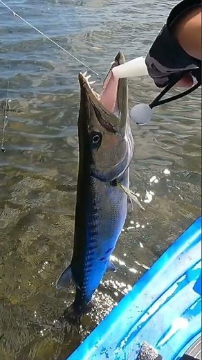 Catching 36-inch Giant Barracuda - Kayak Fishing in Miami Biscayne Bay