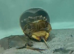 You’ve probably never seen a horseshoe crab do this! 😲 Check out what Adventure Aquarium just caught on camera. | NJ.com