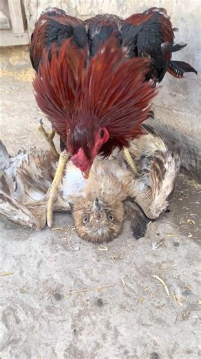 Red Rooster Beating His Friend Eagle 🦅🐓 Part 2 #shorts #eagle #rooster