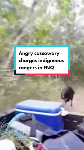 This video puts the wild in wildlife 😱😱😱 In a scene resembling Jurassic Park, Wuthathi rangers have captured the moment they were chased by a very angry cassowary in Queensland’s far north. Full story via link in bio #cassowary #dinosaur #chase #wild #wildlife #australia #straya #bird #birdsofaustralia #birdlovers #cassowaries #cassowarybird