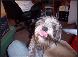 After Eating Why do Dogs Lick themselves? 7 Reasons why