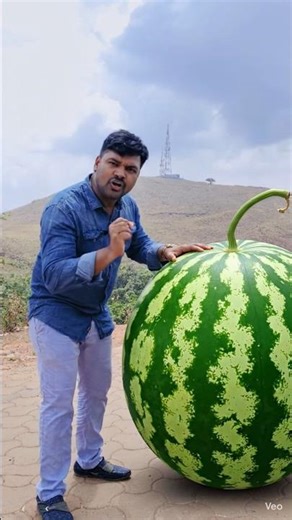 🍉Sabse Bada Tarbuj Itna Bada🍉 #youtubeshorts #feedshorts #viralvideo #shortvideo