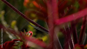 Stunning macro 4K footage isolated colorful of bee sucking pollen from red rose Kangaroo Paws (Scientific name Anigozanthos) flowers during early spring at King Park botanic garden, WA